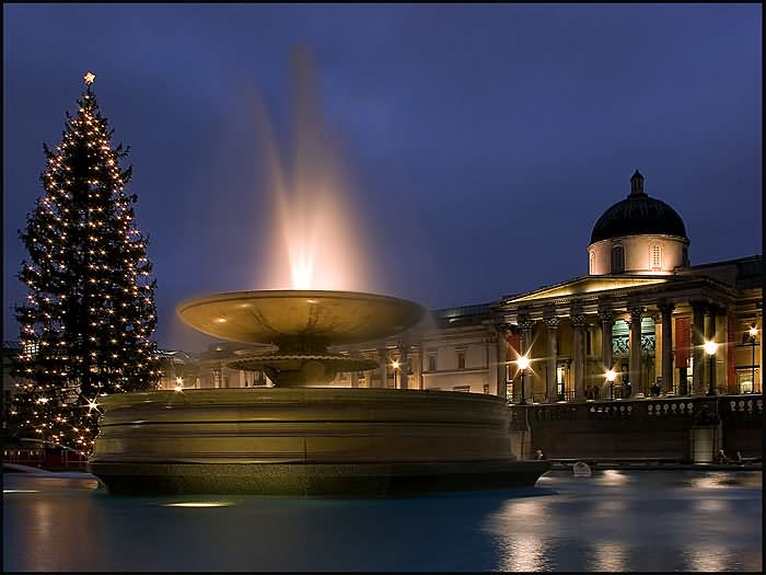 Christmas Tree And Fountain At Trafalgar Square Night Picture