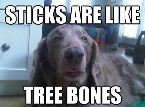 Sticks Are Like Tree Bones Very Funny Meme Picture For Facebook