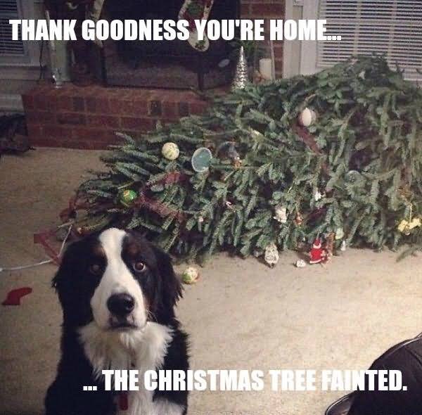 Thank Goodness You Are Home The Christmas Tree Fainted Funny Meme Picture