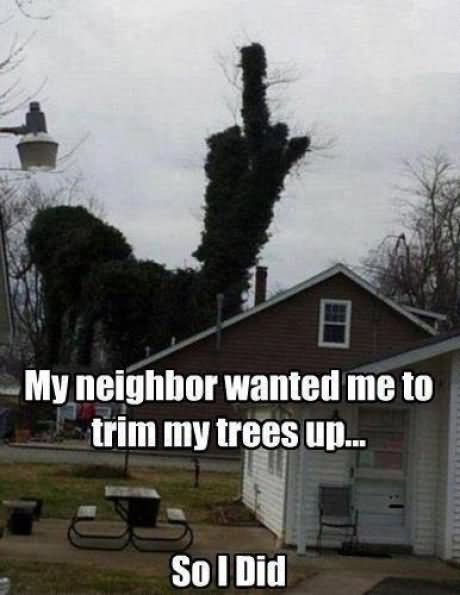 Tree With Middle Finger Very Funny Meme Picture For Whatsapp