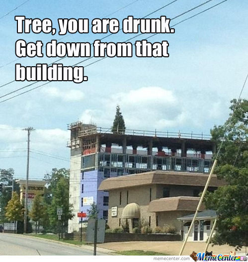 Tree You Are Drunk Get Down From That Building Funny Meme Picture