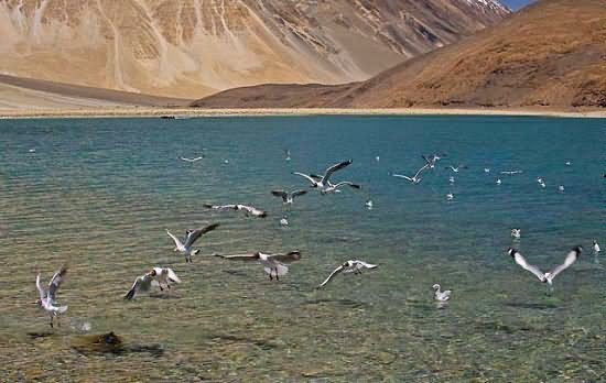 Birds At Pangong Tso Lake During Sunset