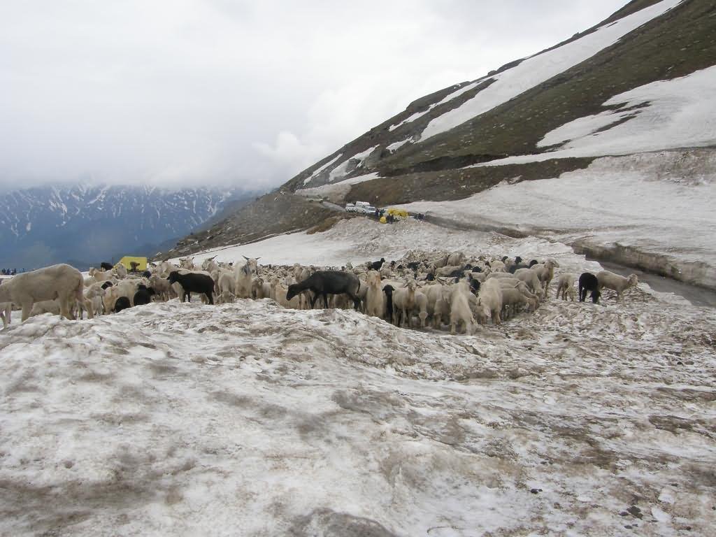 Sheeps At The Rohtang Pass Peak , Manali