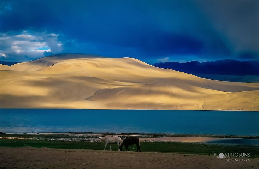 Two Horses Walking Near Pangong Tso Lake During Sunset