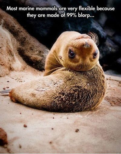 Most Marine Mammals Are Very Flexible Because They Are Made Of 99 Percent Blorp Funny Meme Image