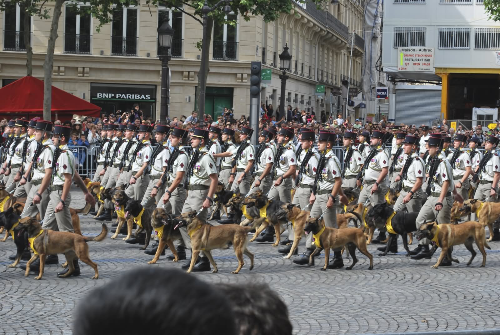 French Canine Unite March During The Bastille Day Parade