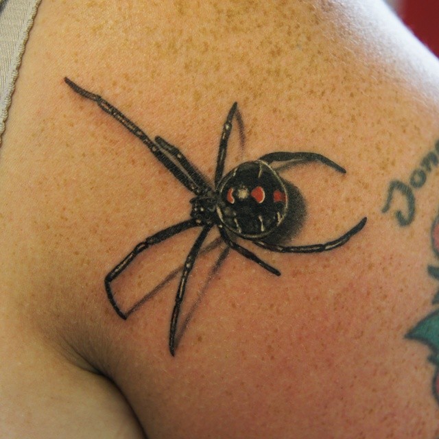 Nice Latrodectus Spider Web Tattoo