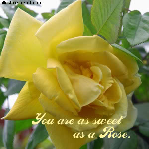 You Are As Sweet As A Rose Picture