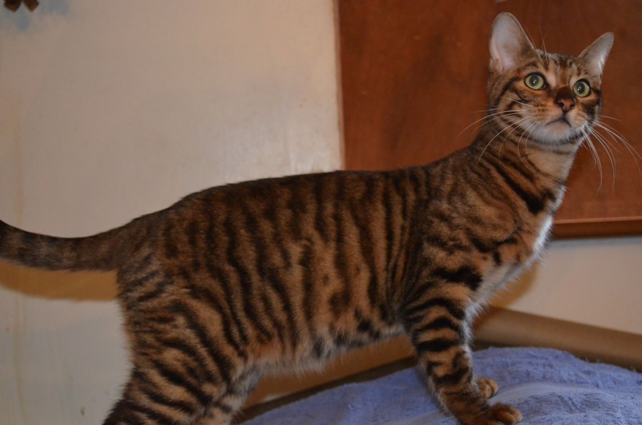 Adorable Male Toyger Cat Picture