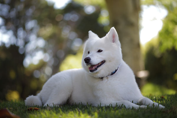 Adorable Samoyed Dog Sitting On Grass