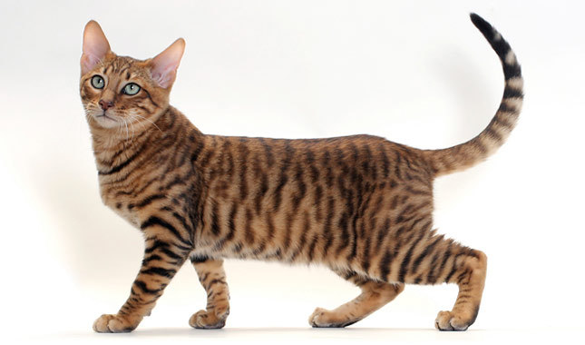 Adorable Toyger Cat Picture