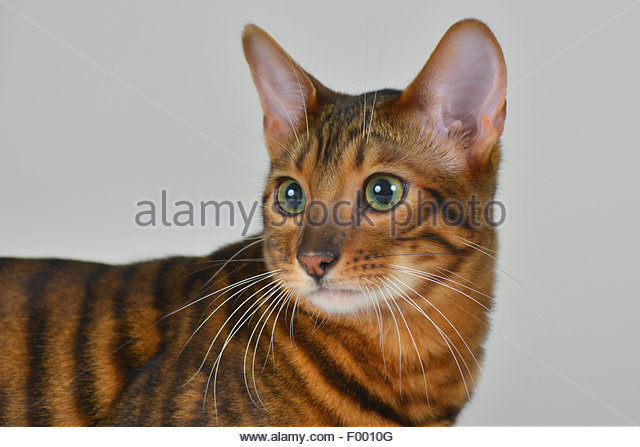 Adorable Toyger Cat Picture