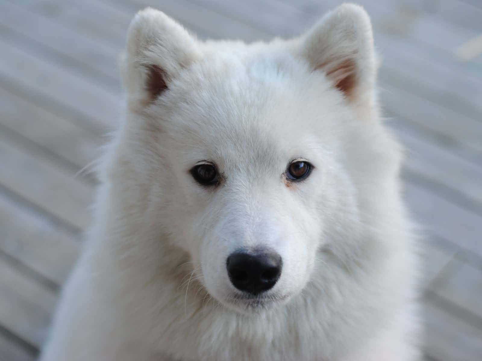 Adult Samoyed Dog Face Picture