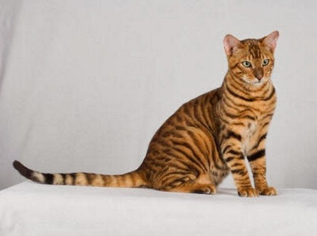 Adult Toyger Cat Sitting