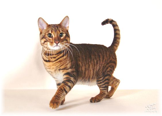 Adult Toyger Cat Walking