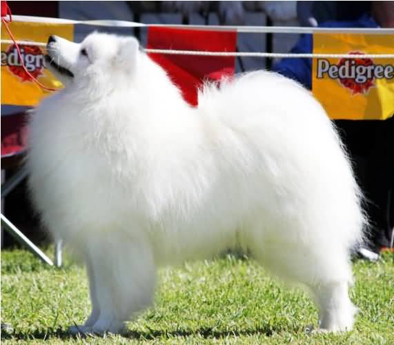 Amazing White Samoyed Dog In Show