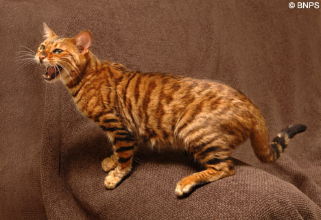 Angry Toyger Cat Picture