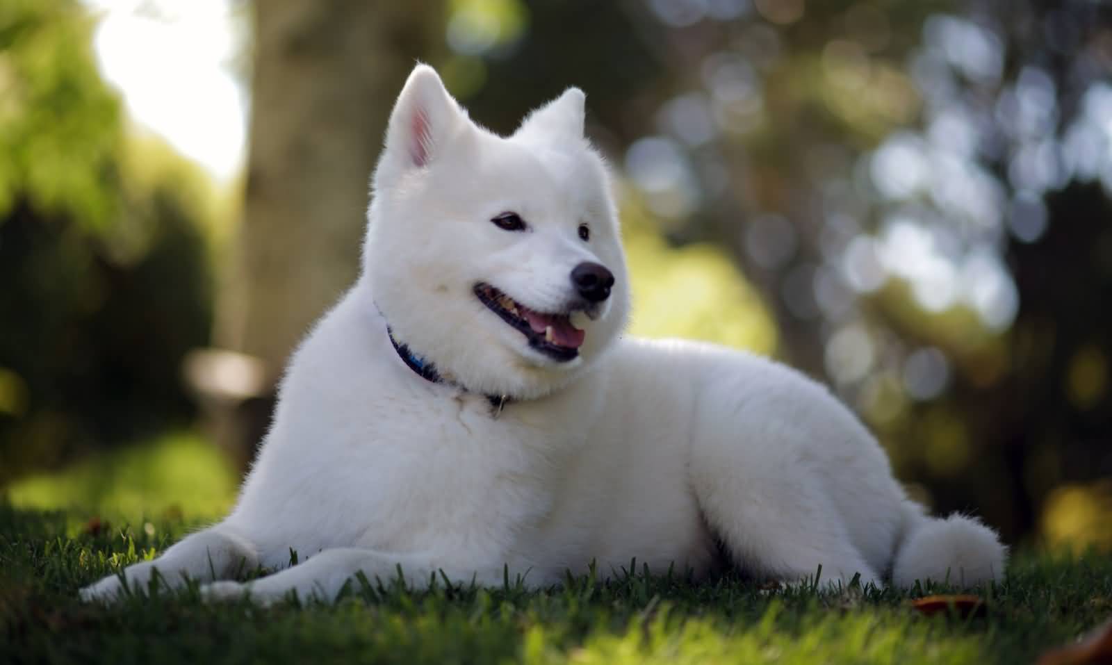 Beautiful Samoyed Dog Sitting Picture