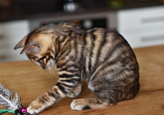 Beautiful Golden Male Toyger Kien Sitting On able