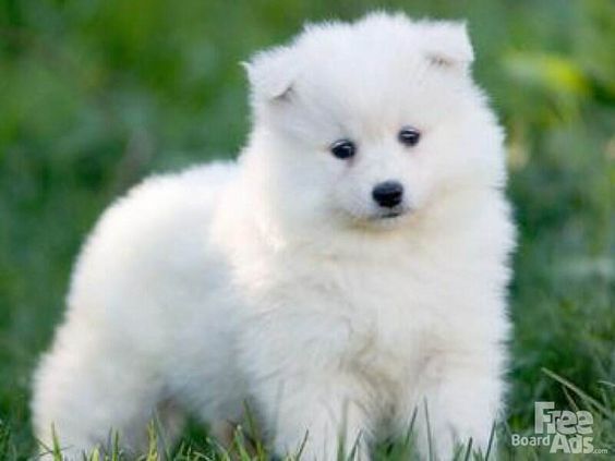 Beautiful Samoyed Puppy