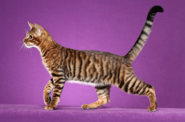 Beautiful Side Pose Of Toyger Cat