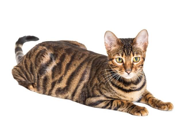 Beautiful Toyger Cat Breed