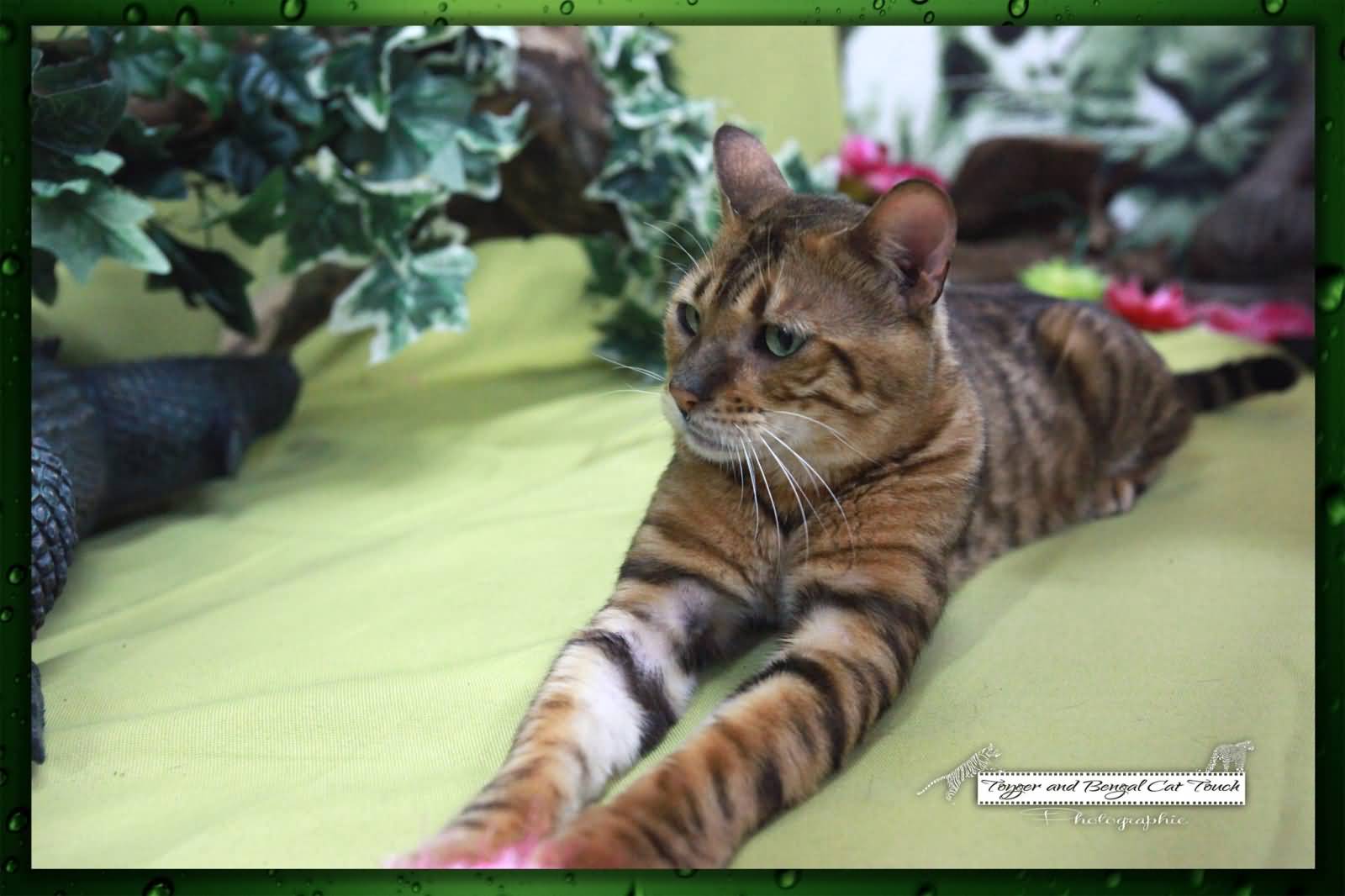 Beautiful Toyger Cat Picture