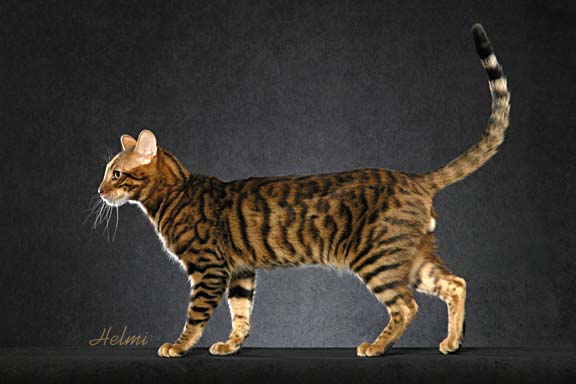 Beautiful Toyger Cat Side View/></a><br />
Beautiful Toyger Cat Side View</p>
<p><a href=