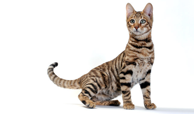 Beautiful Toyger Cat Sitting Posing For Photograph