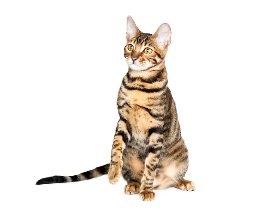 Beautiful Toyger Cat Sitting With One Paw Up