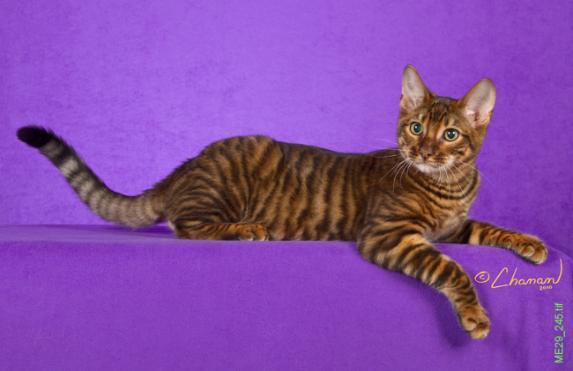 Beautiful Toyger Cat Sitting