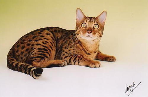 Beautiful Toyger Cat With Bright Eyes Sitting