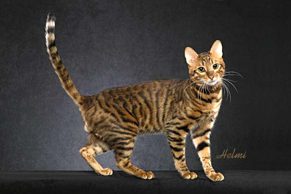 Beautiful Toyger Cat With Long Tail