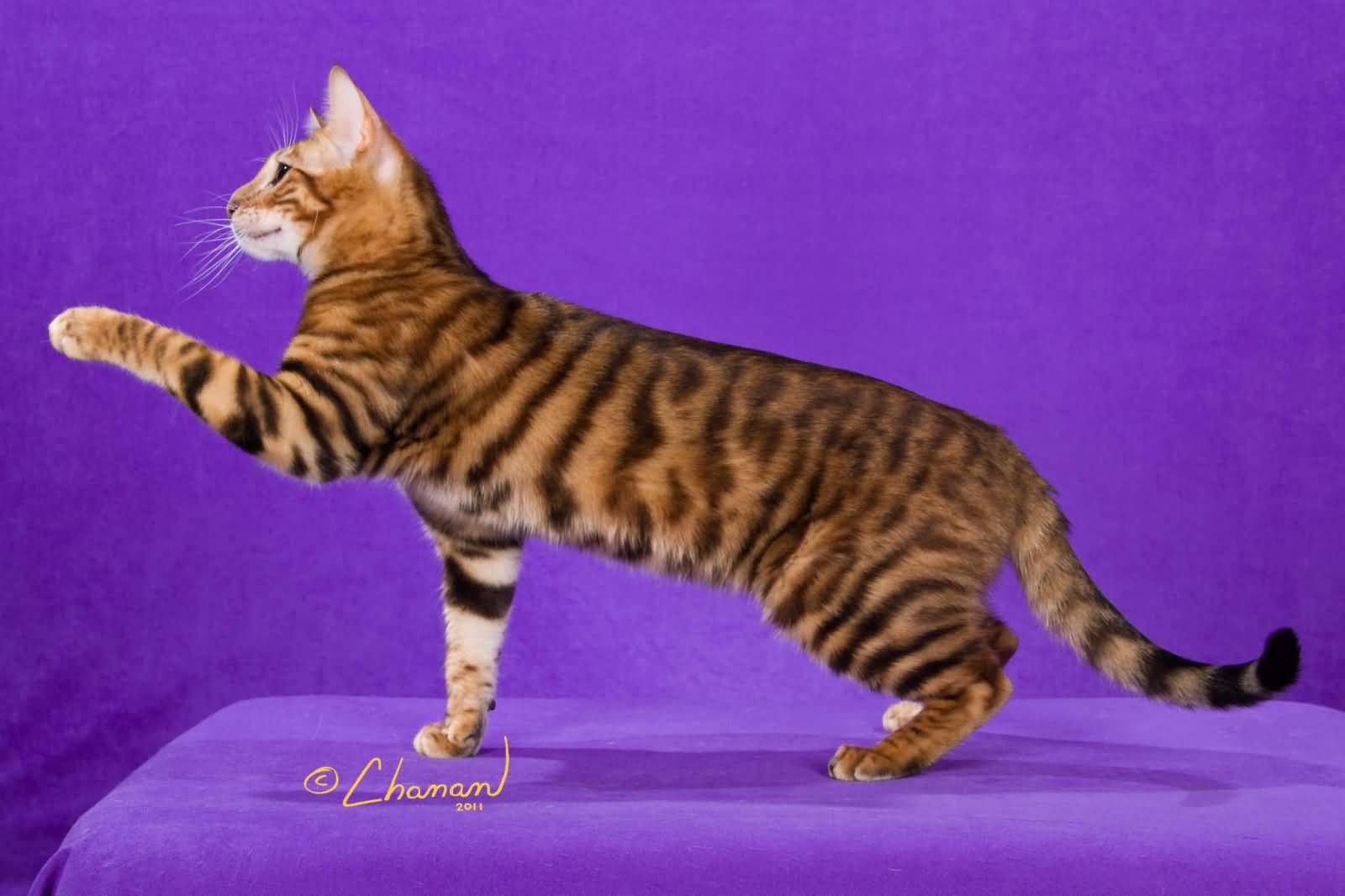 Beautiful Toyger Cat With Purple Background One Paw Up