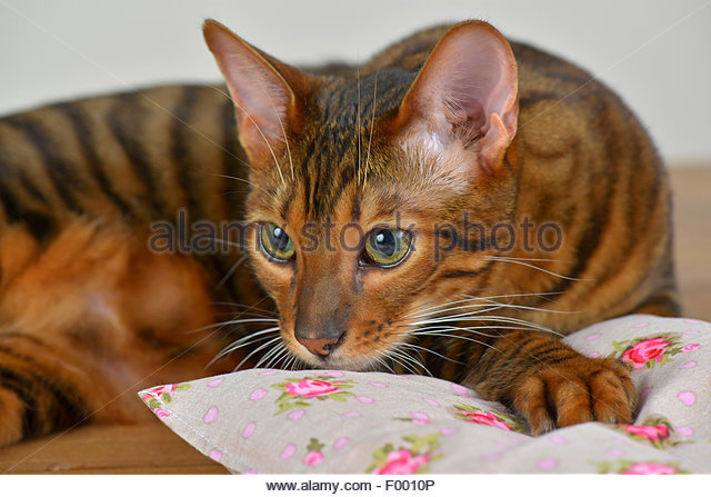 Beautiful Toyger Cat With Small Pillow