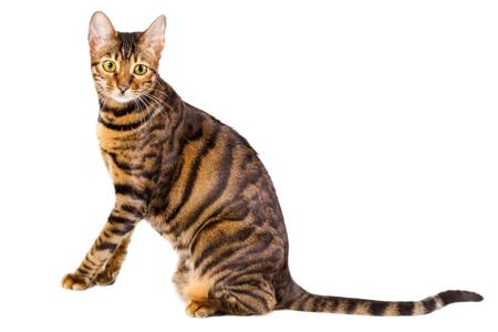 Beautiful Toyger Cat