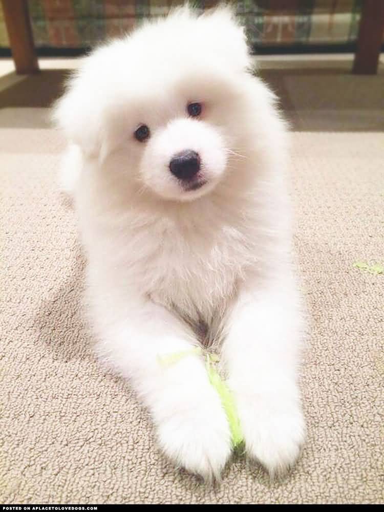 Beautiful White Cute Samoyed Puppy Sitting