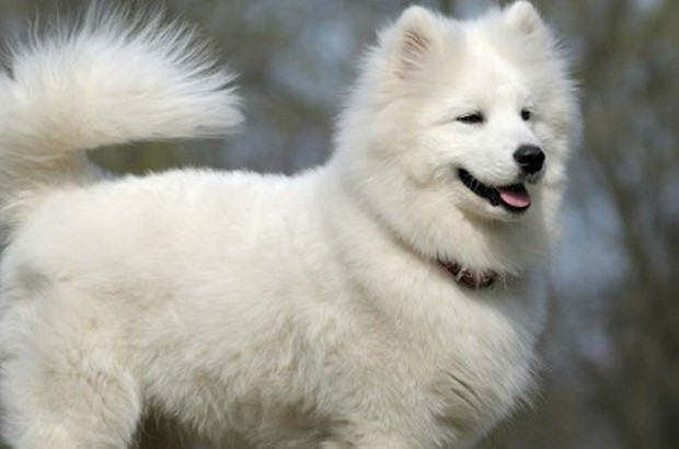 Beautiful White Samoyed Dog