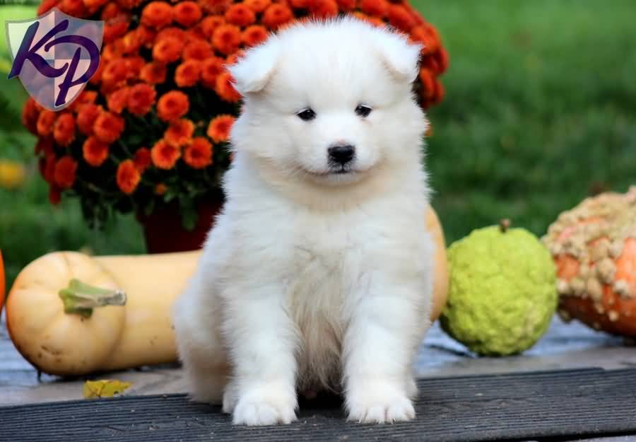 Beautiful White Samoyed Puppy Outside