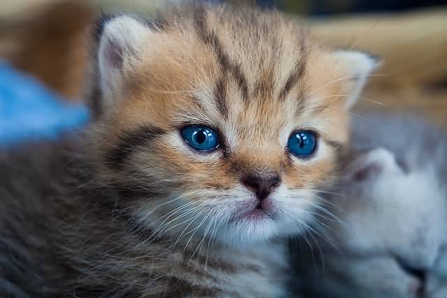 Cute Blue Eyed Toyger Kitten