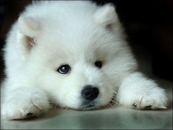 Cute Face Samoyed Puppy Picture