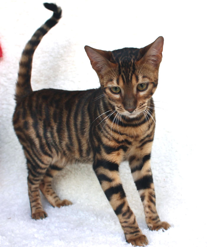 Cute Face Toyger Kitten