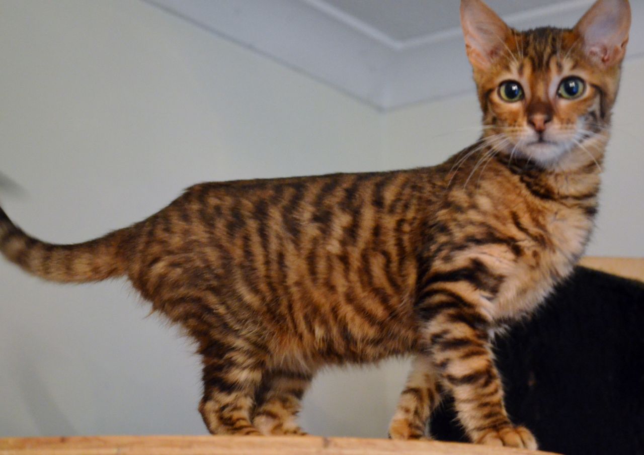 Cute Female Toyger Cat Picture