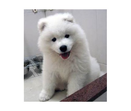 Cute Fluffy Samoyed Puppy