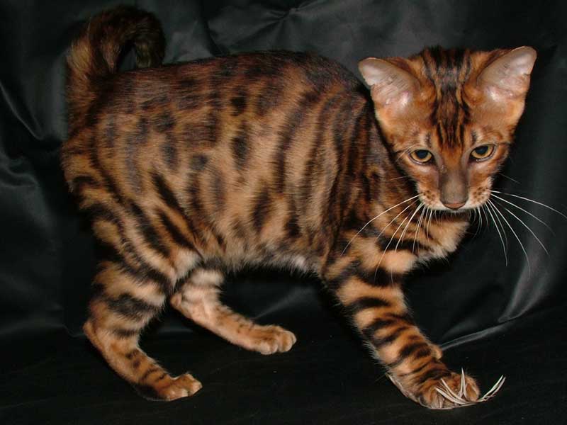 Cute Golden Toyger Kitten