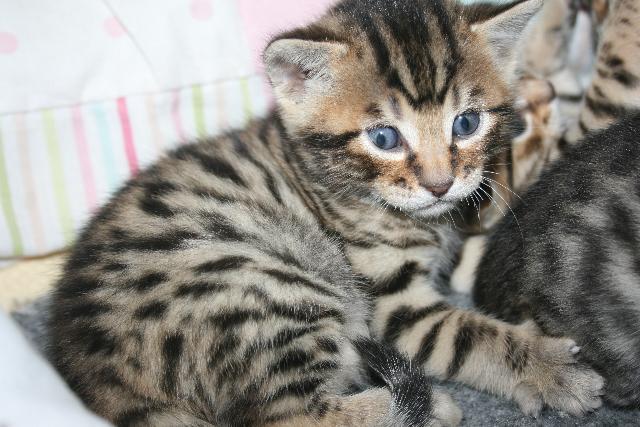 Cute Gray Toyger Kitten