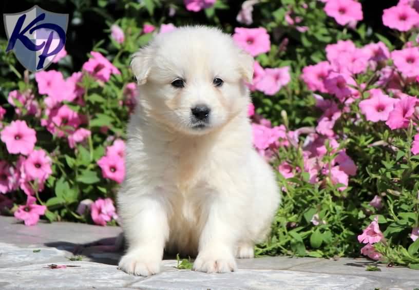 Cute Little Samoyed Puppy