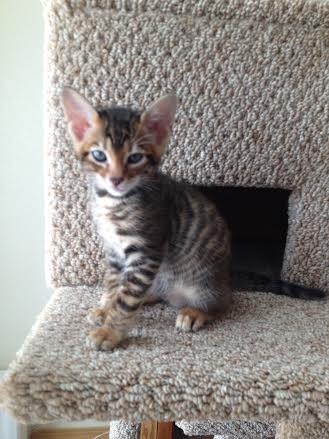 Cute Little Toyger Kitten On Chair