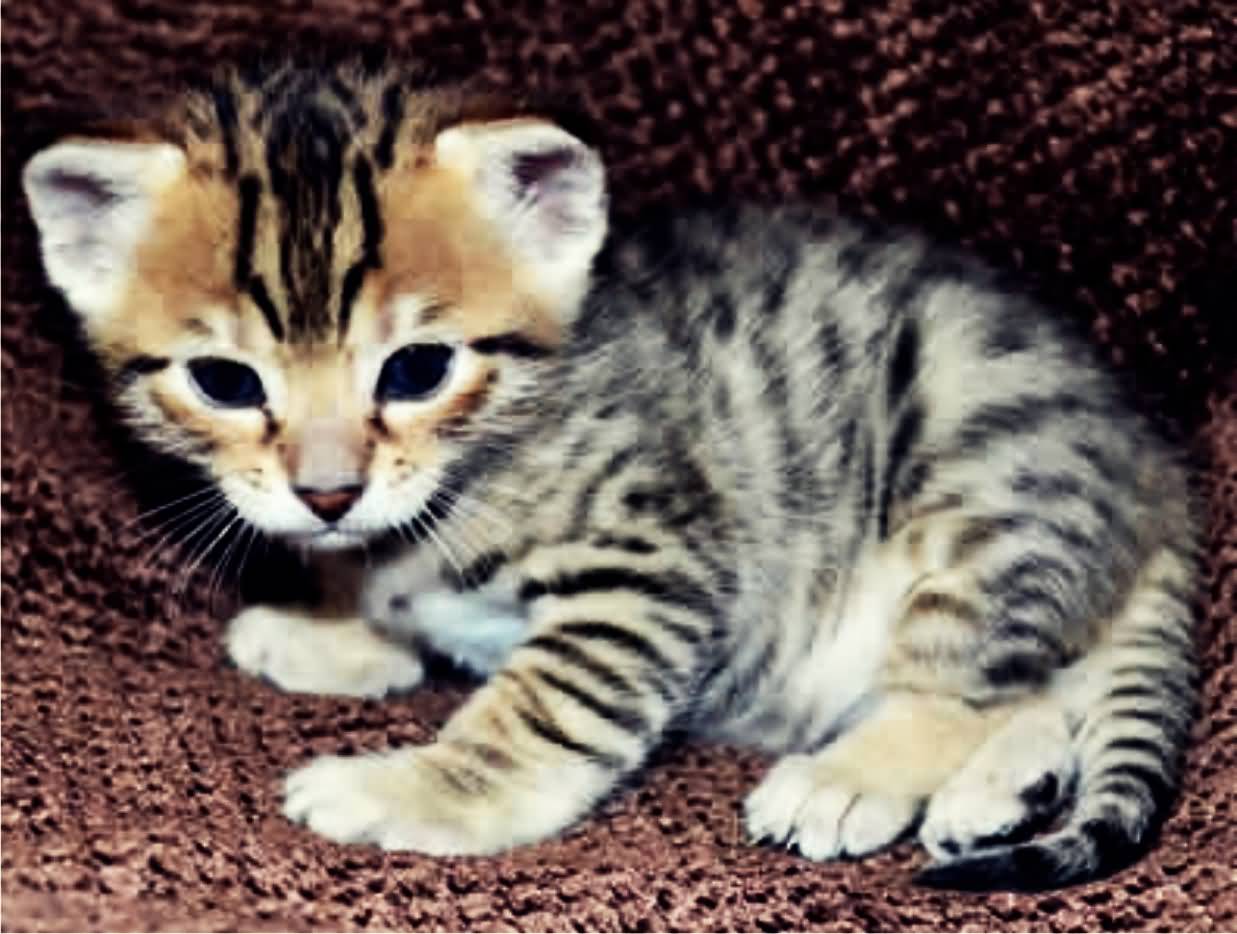 Cute Little Toyger Kitten Picture