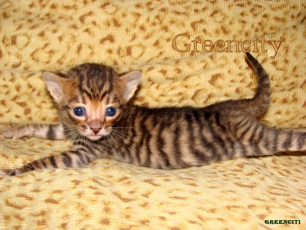 Cute Little Toyger Kitten